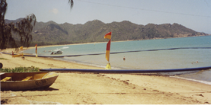 Magnetic-Island-Koala-Bear-Townsville-Australia-beach