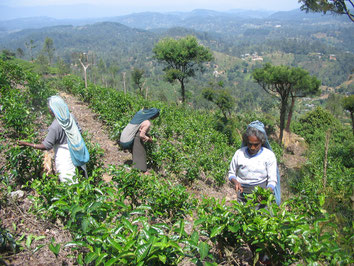 Haputale-Tea-Pickers-Sri-Lanka-Lipton