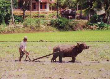 Bukittingi-Sumatra-Bull-Cow-Rice-Indonesia