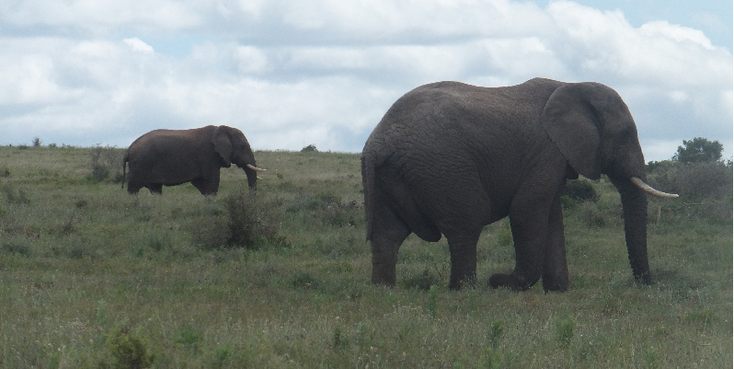 Addo-Elephant-National-Park-South-Africa