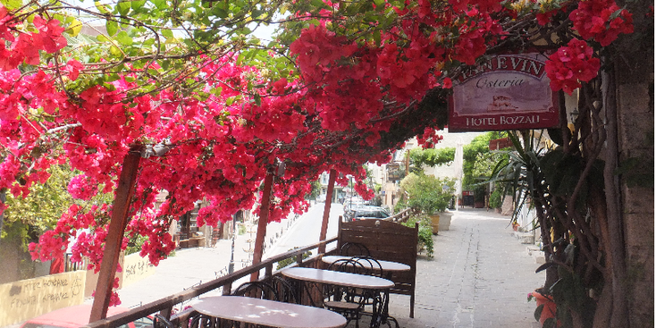 Chania-Greece-Crete-Flowers