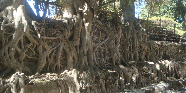 Gondor-Camelot-Ethiopia-Castle-Palace-Royal-Empire-Fasiladas-Selassie-Bath-Tree-Root