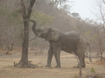 Mole-National-Park-Ghana-Elephant-Safari-Wild-Animals-Larabanga