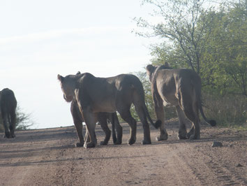 Kruger-National-Park-Safari-Lions-South-Africa