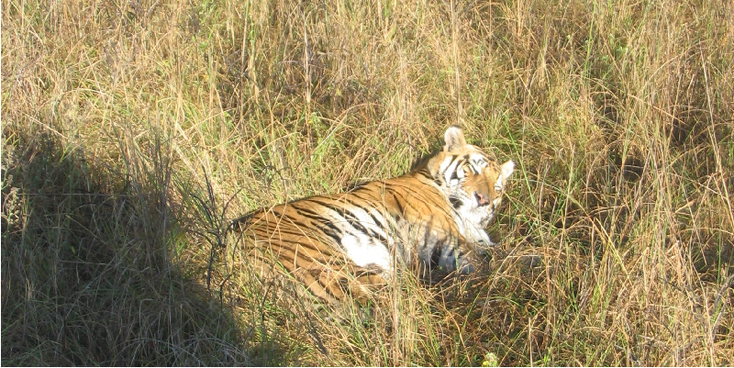 Kanha-National-Park-Tiger-Reserve-India-Elephant-Jeep
