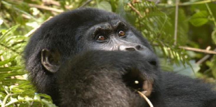 Gorilla-Mountain-Bwindi-National-Park-Uganda