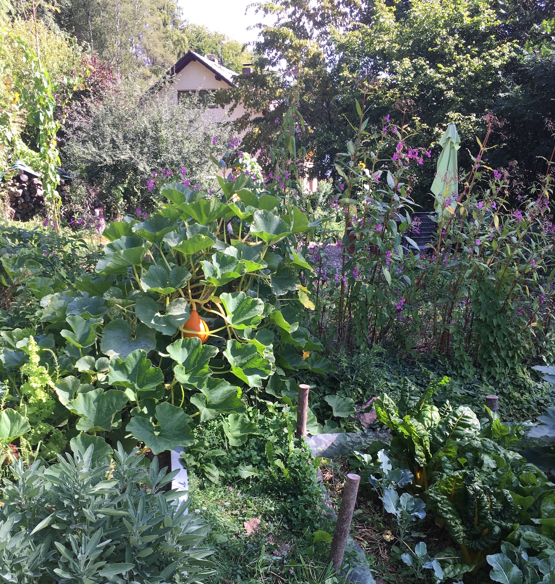 Unser Permakultur Garten Im Herbst Schossraum Institut