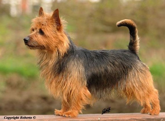 Australian Terrier Rüde Multi Ch. Lesnoy's Gentle Jack Sparrow