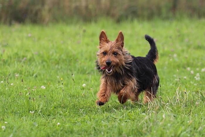 Da sind die Kämpfer    Der erfahrene Karatehund, Noah, die wie man sieht, schon den schwarzen Gürtel trägt