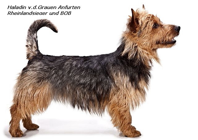 Rheinlandsieger +BOB Australian Terrier Rüde Haladin von den Grauen anfurten