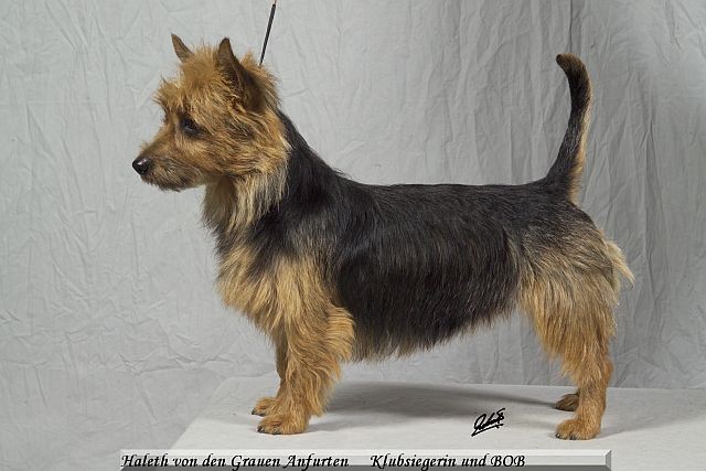 Klubsiegerin und BOB  Australian Terrier Harleth von den Grauen Anfurten