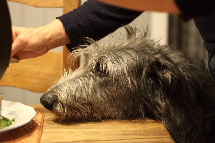 wie ein Deerhound!