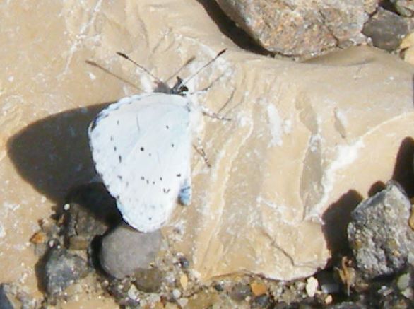 kleiner Kurzschwanz-Bläuling, vermutlich Cupido decolorata