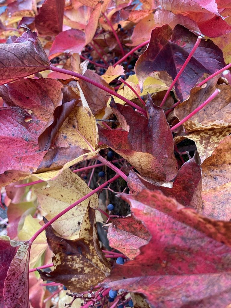 Wandertag bei bestem Herbstwetter – Ein Tag voller Bewegung und gemeinsamer Erlebnisse
