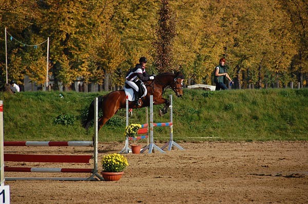 Springen