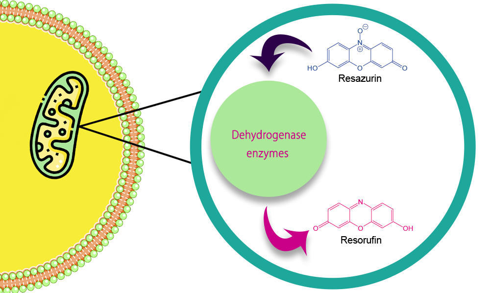 Resazurin Cell Viability Assay Kit ZELLX® High Quality & Affordable