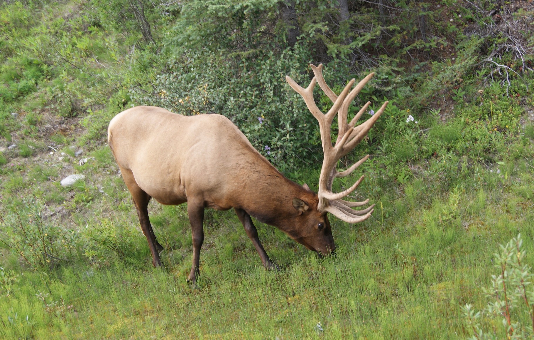 Elk Wapiti