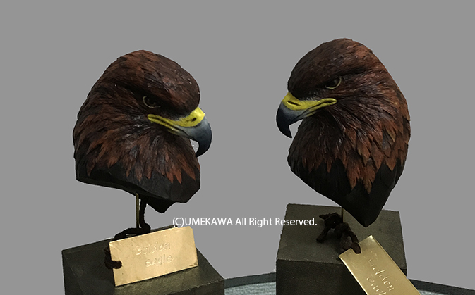 鳥グッズ・スタディバード オリジナルアート小物 - 梅川堂本舗 鳥グッズ・スタディバード オリジナルアート小物 - 梅川堂本舗