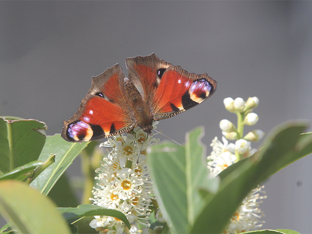 Tagpfauenauge (aglais io) / Foto: Dr. Andreas Müller