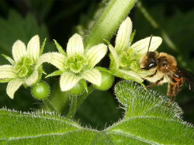 Sandbiene Andrena florea auf der Roten Zaunrübe Bryonia dioica / Foto: Klaus Lunau