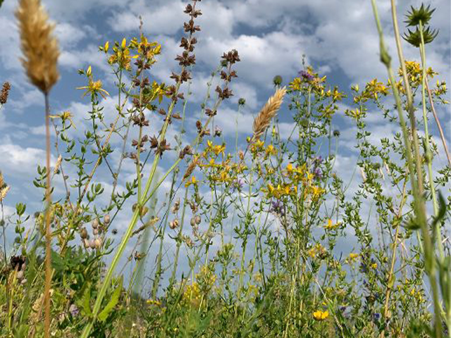 Wildblumen / Foto: Caro Malik