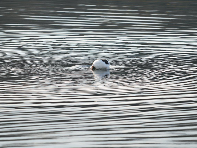 Welcher Wasservogel ist das? (Auflösung siehe letztes Bild) / Foto: Sascha Hoffmann