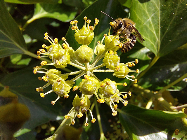 Efeuseidenbiene / Foto: Dr. Klaus Lunau