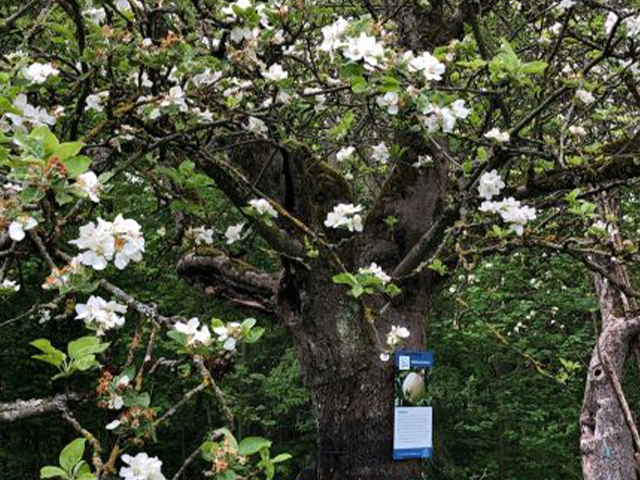 Abb. 2 Die Obstwiese erstrahlt in voller Blütenpracht / Foto: NABU Düsseldorf