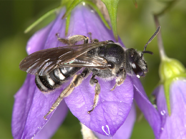 Die Glockenblumen-Schmalbiene (Lasioglossum costulatum) / Foto: Gerd Reder