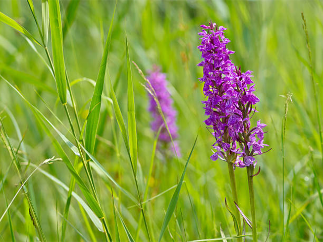 Breitblättriges Knabenkraut / Foto: Alfred Leisten NABU