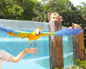 Jungle Park