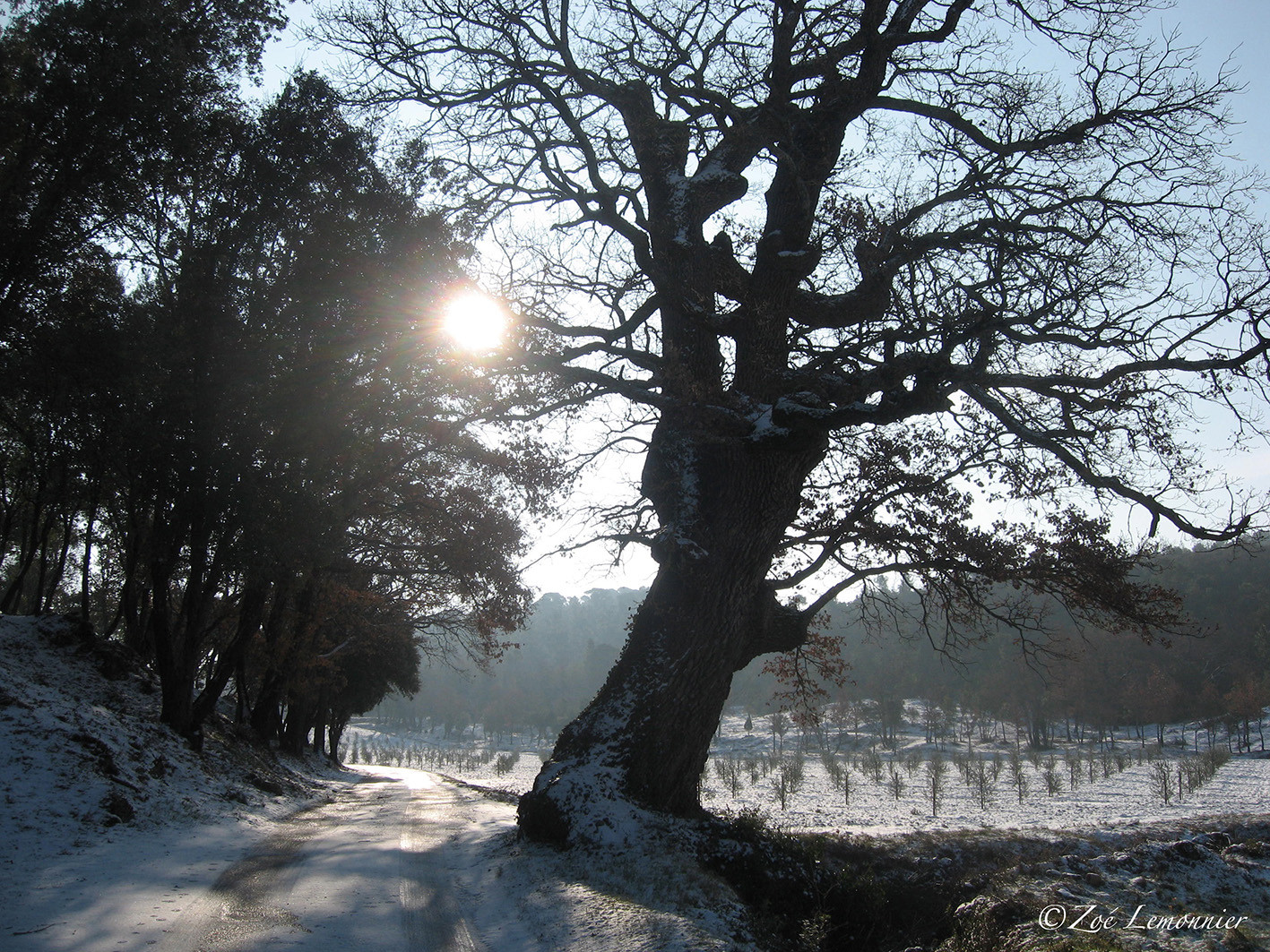 lendemain de neige dans le Var