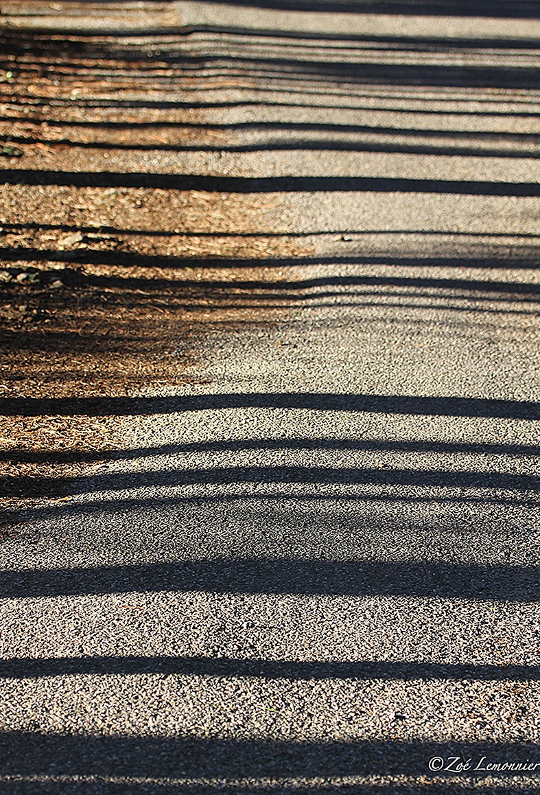 chemin d'ombres