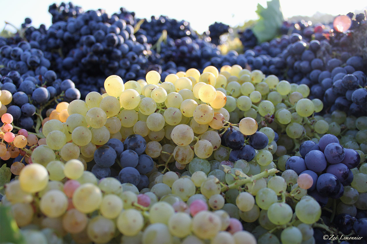 Vendanges 