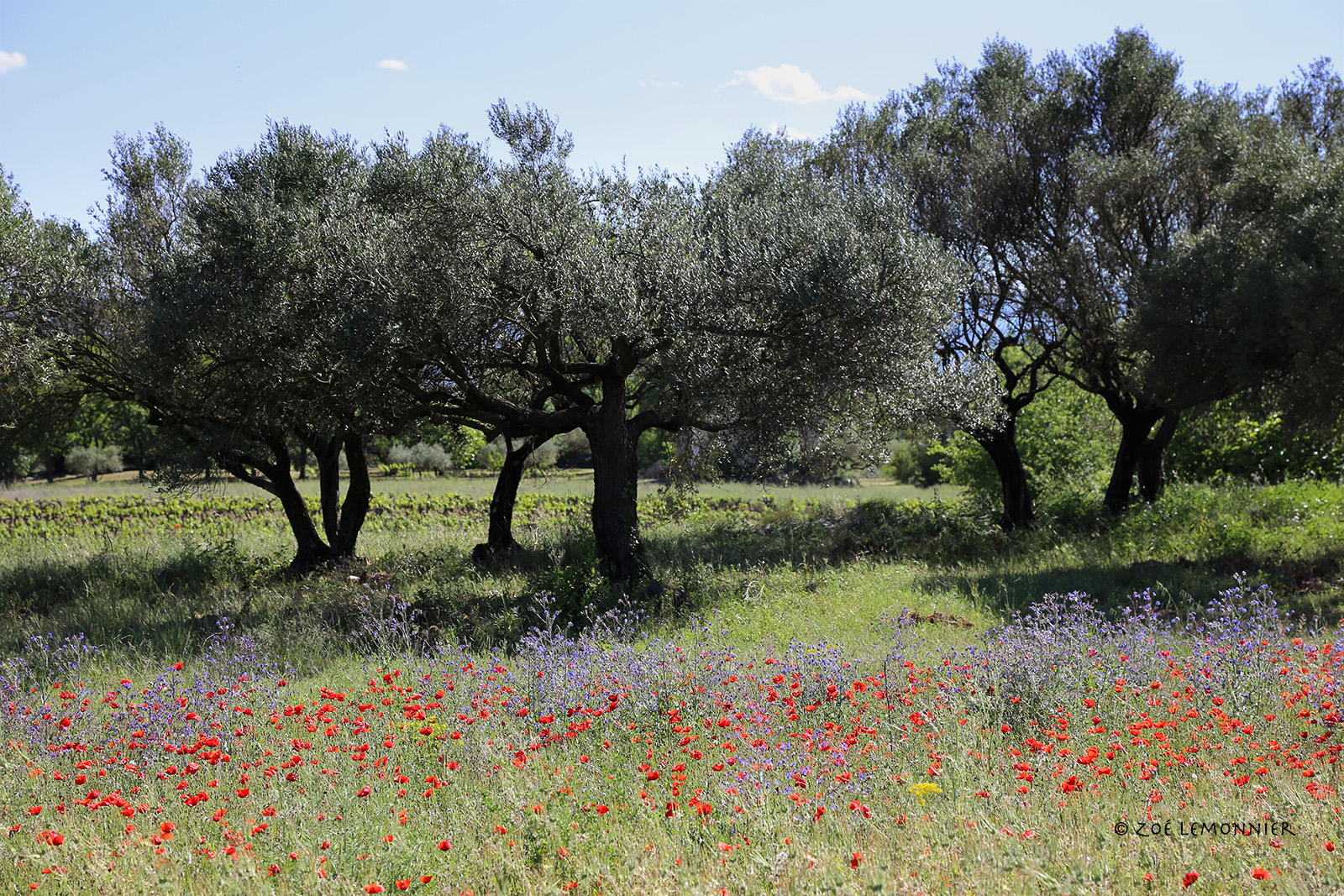 oliveraie en culture biologique  Cotignac, Var