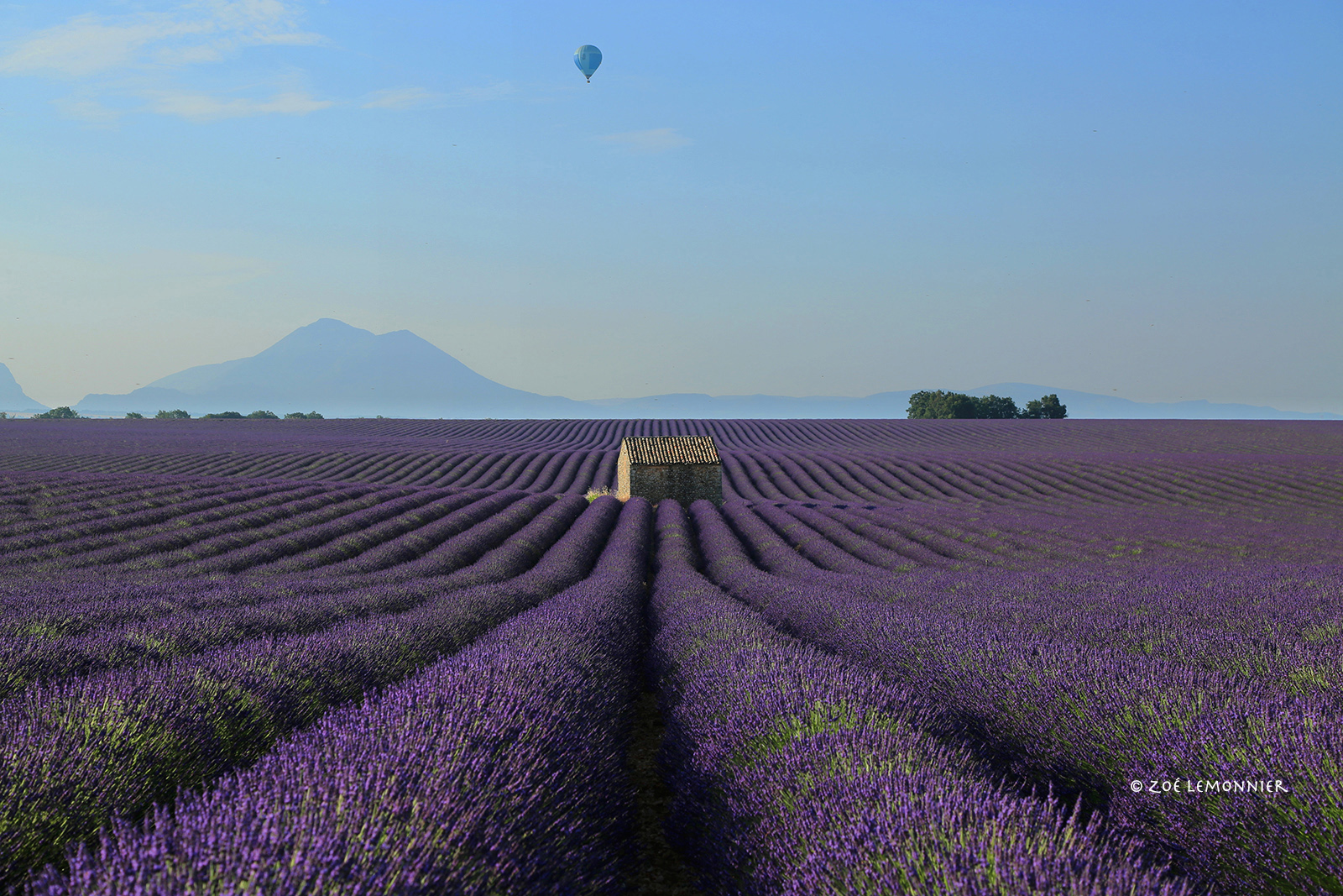 champ de lavande à Valensole