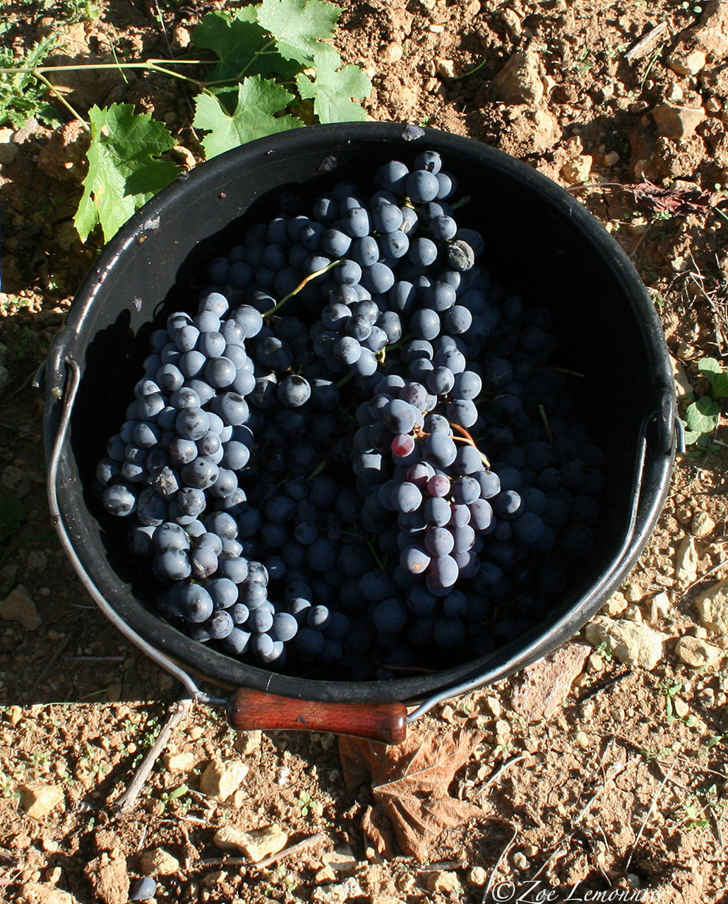 Vendanges