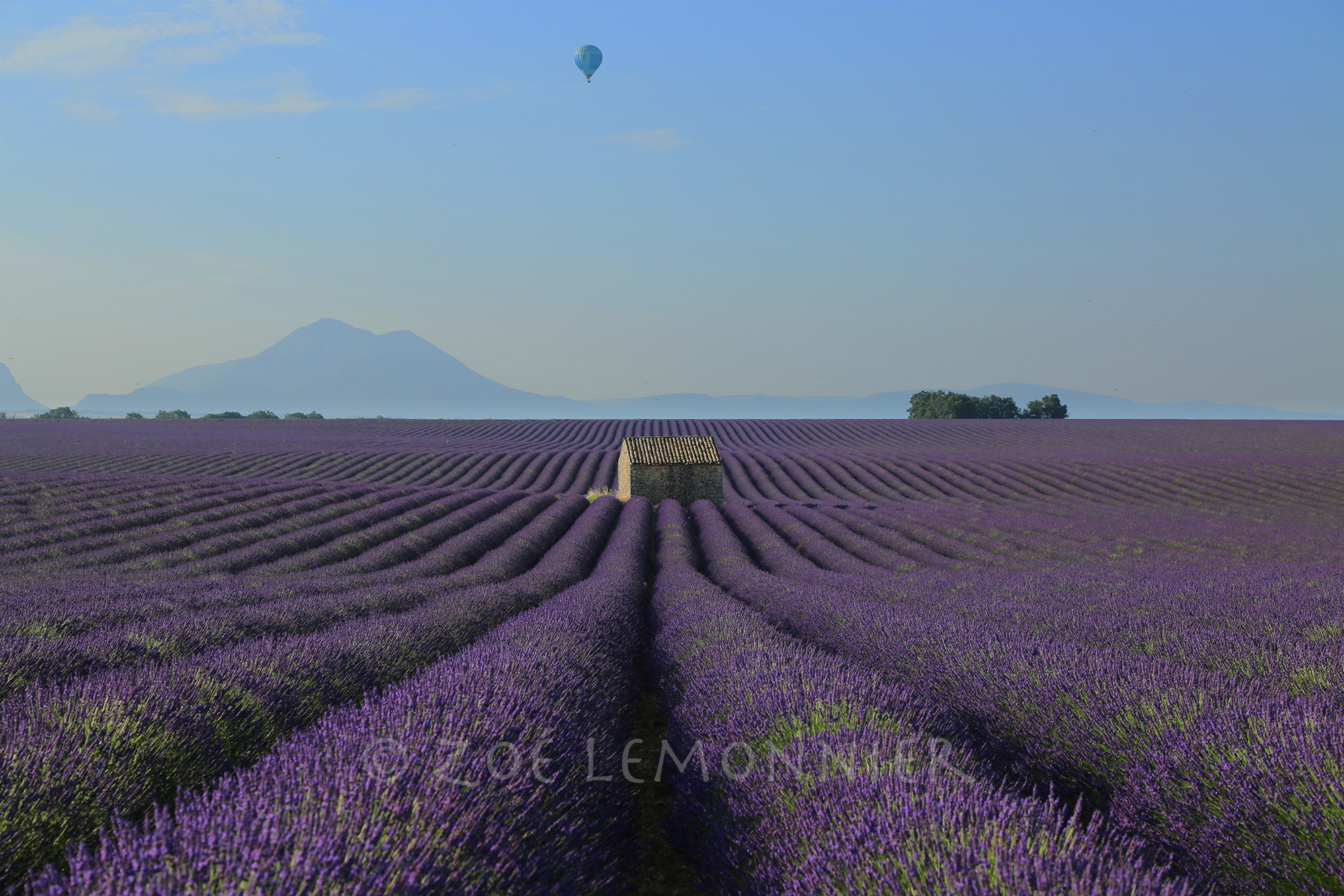 Champ de lavande Valensole