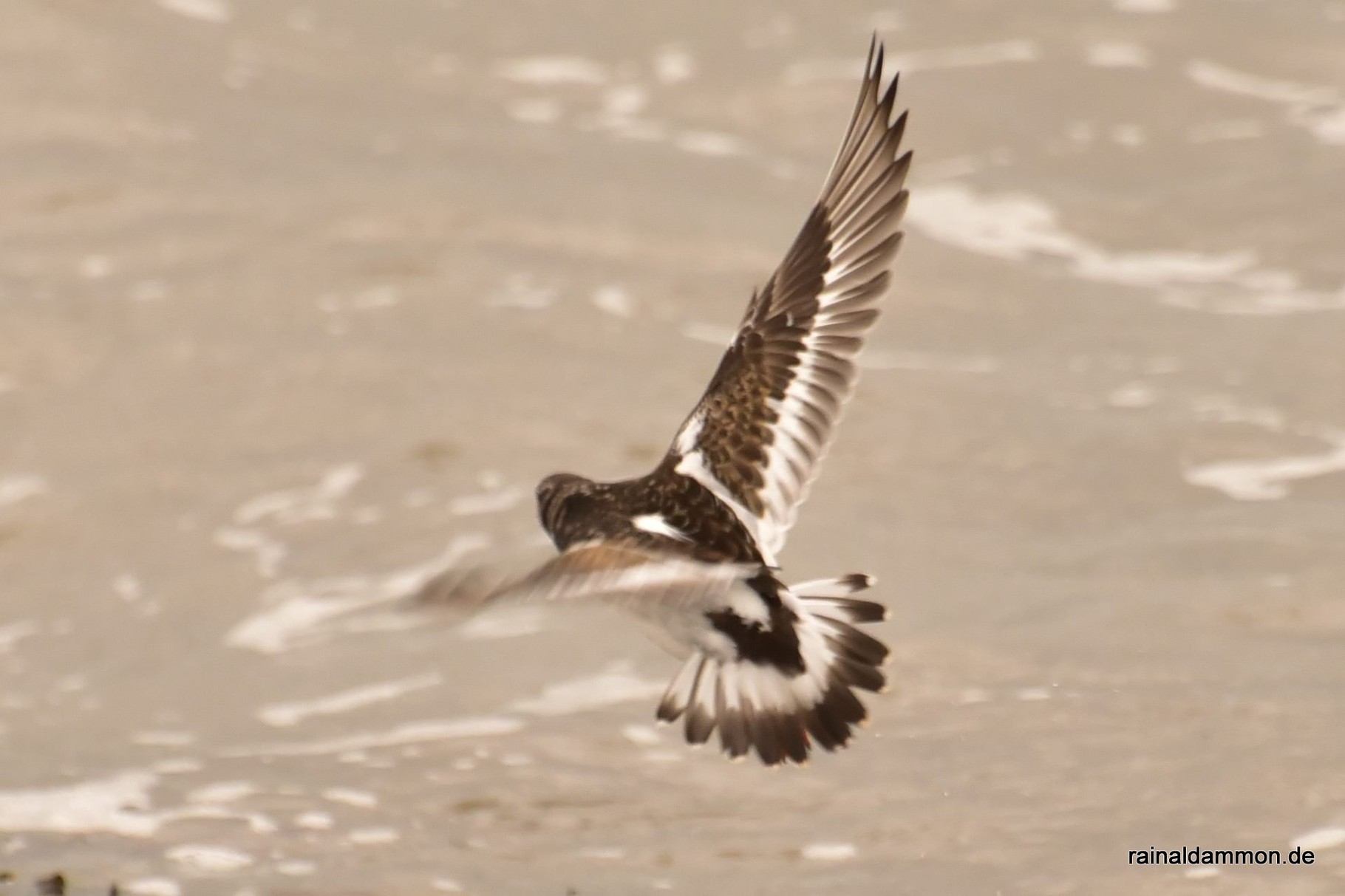 Steinwälzer im Flug