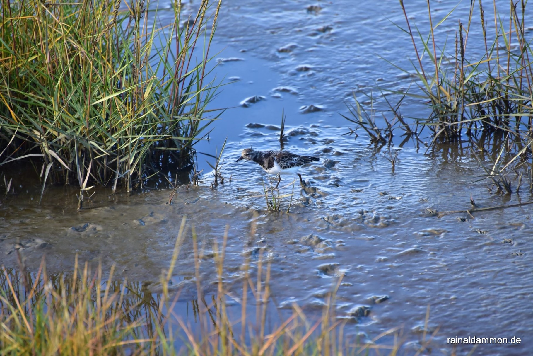 ein Steinwälzer watet durch den Schlamm