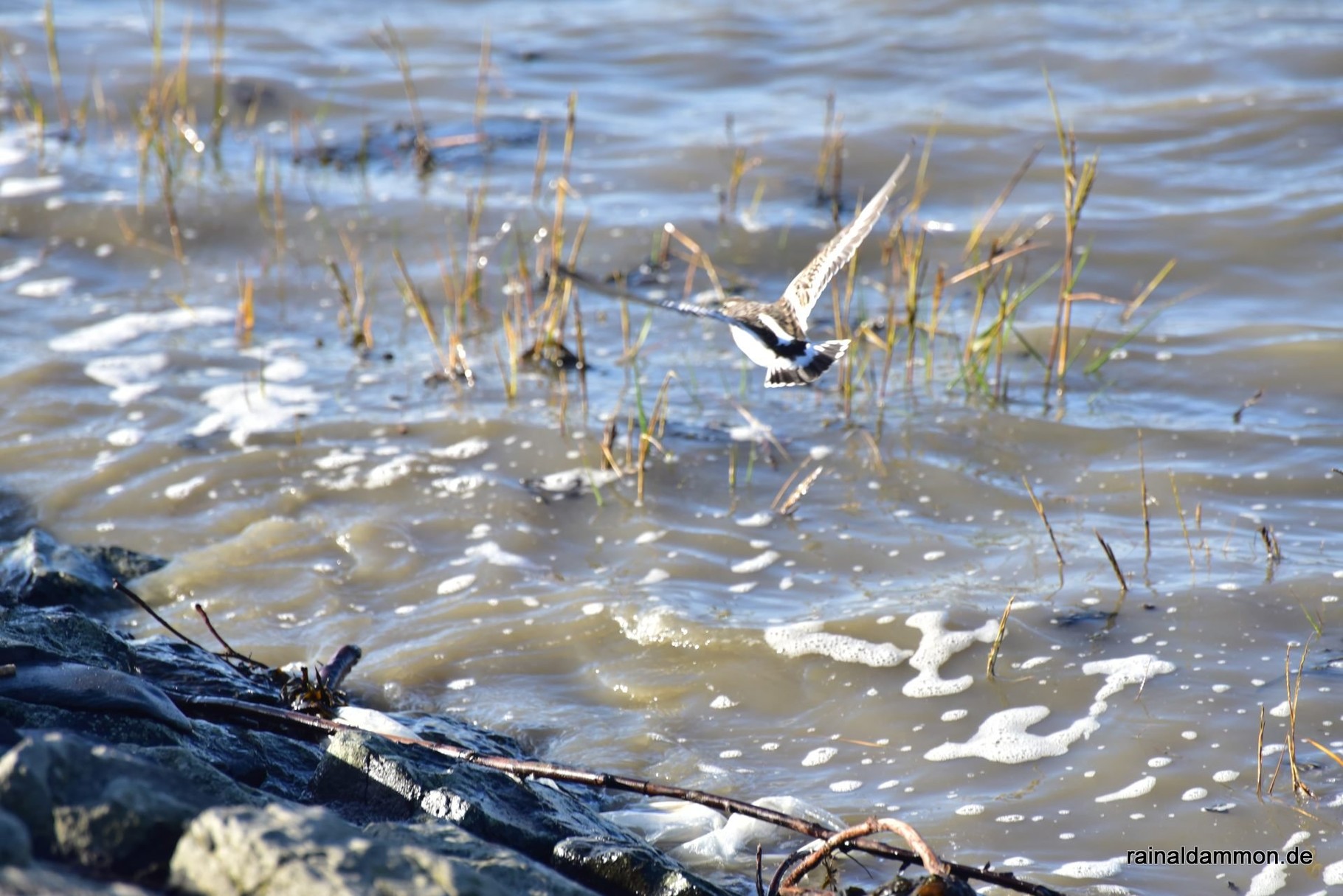 Steinwälzer im Flug