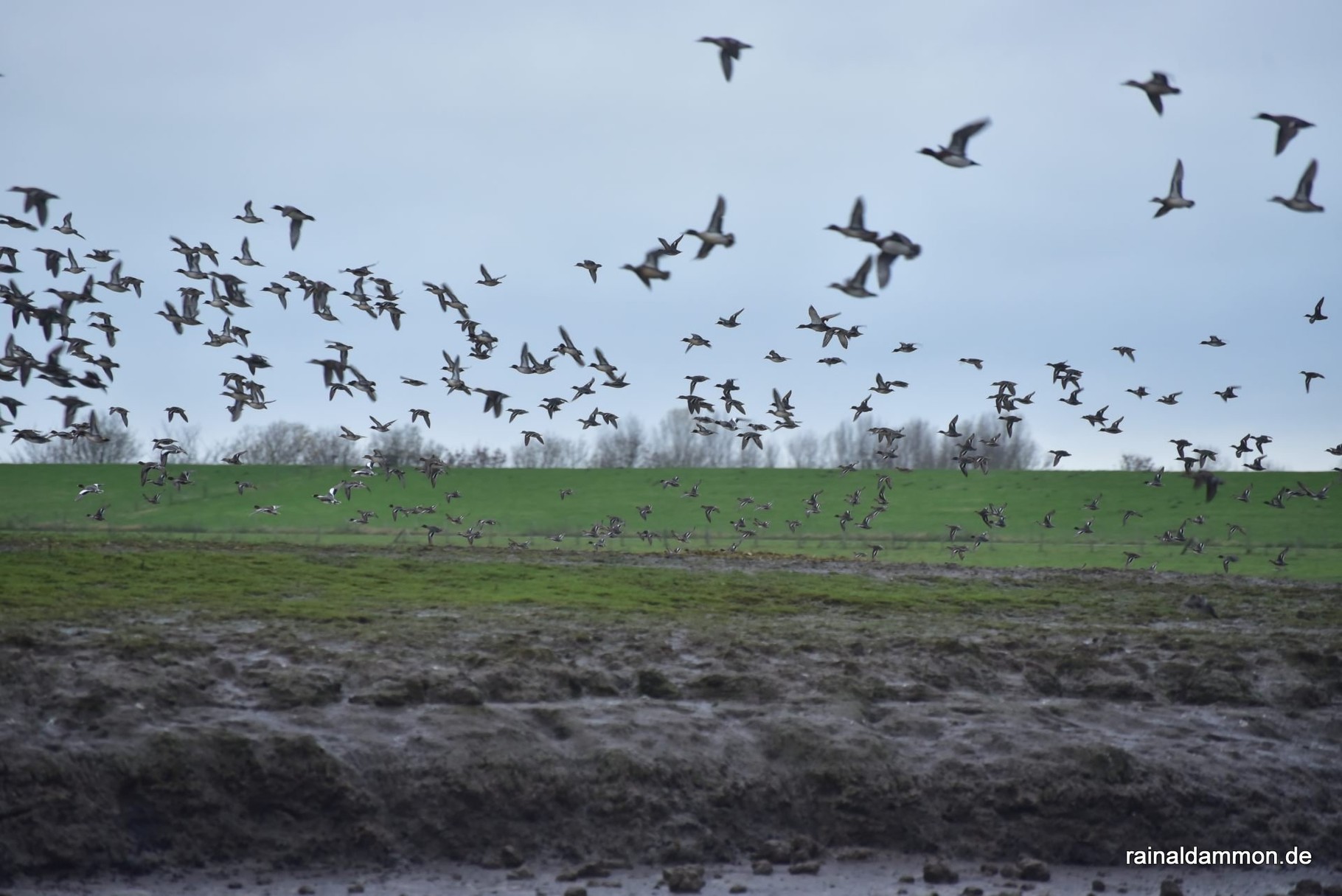 Enten im Flug