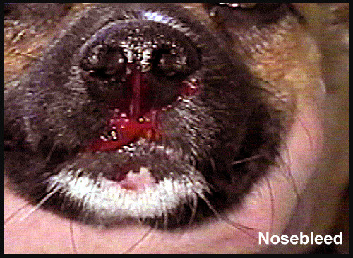 Nasenbluten Beim Hund Epistaxis Tierarzt Bergisch Gladbach