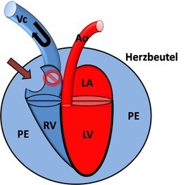 Perikarderguss Herzbeutelerguss Tierarzt Bergisch Gladbach