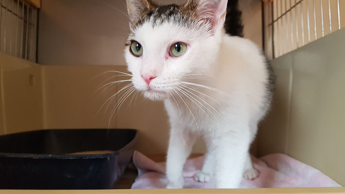 Chronik 20194 Tierschutzverein Quedlinburg Ev