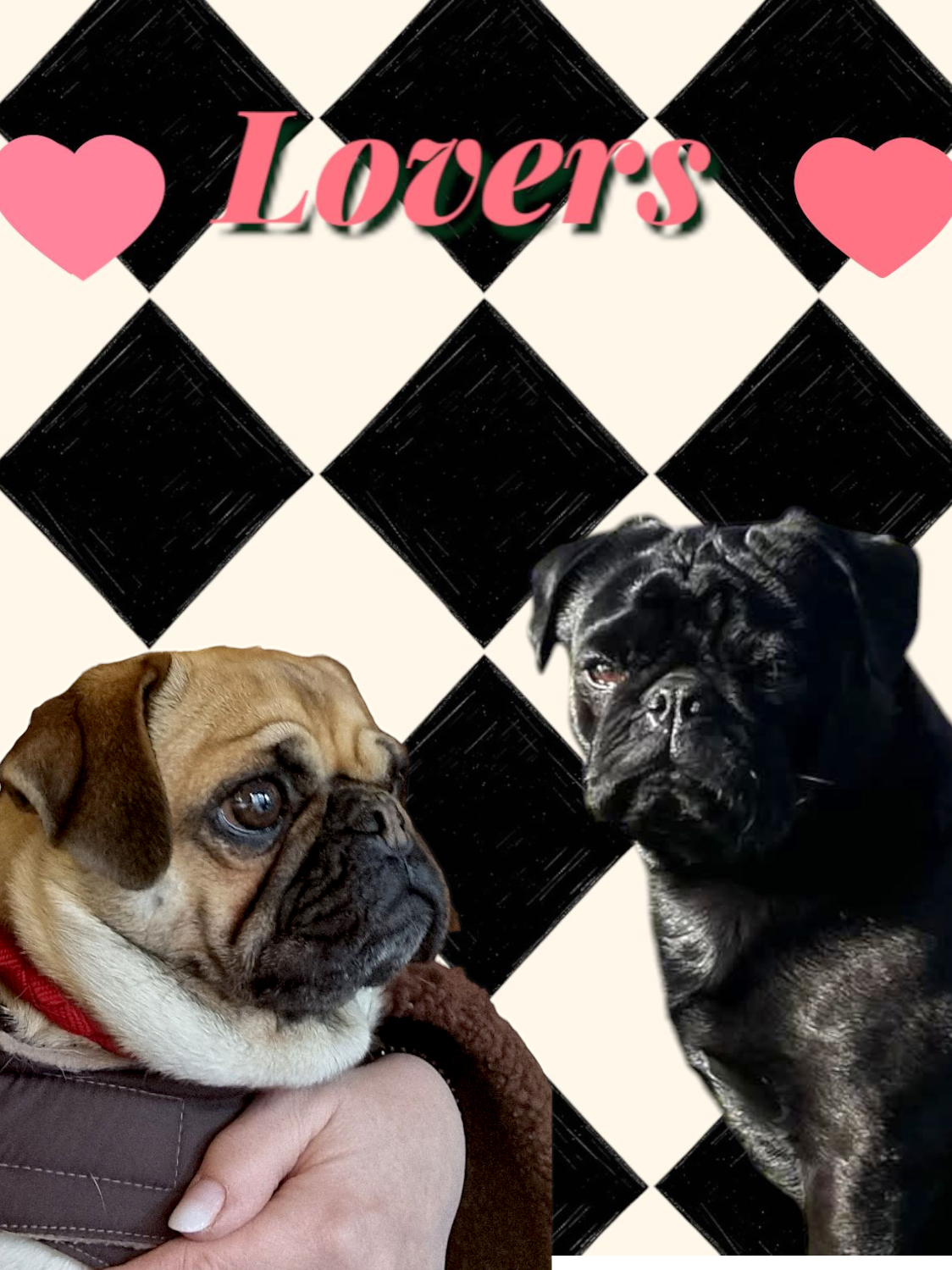 Welpen Puppies Rosepugs Mopszucht