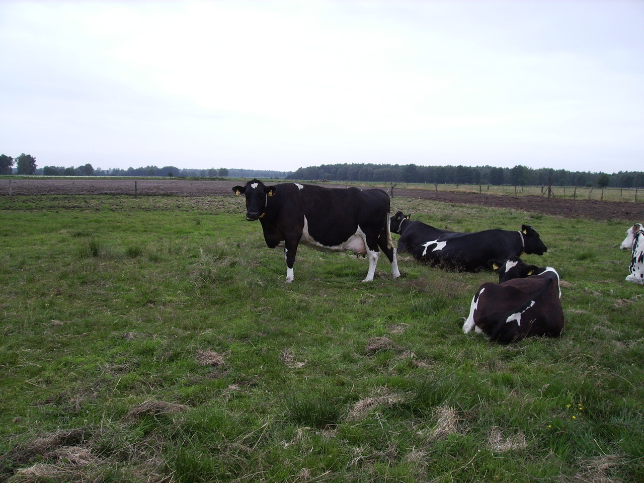 Kühe und Jungrinder auf der Weide