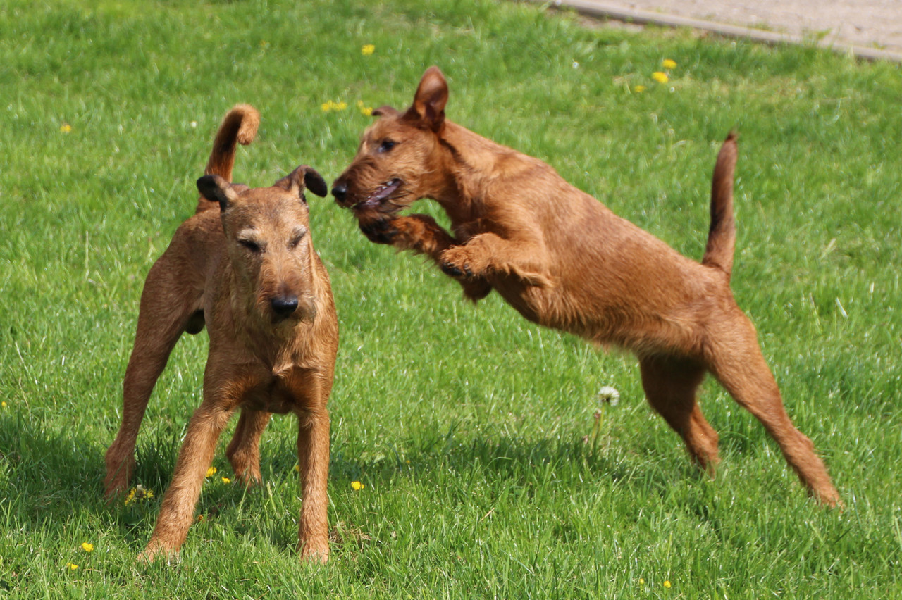 hund 6 monate wie lange spazieren