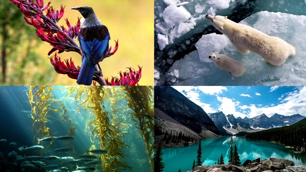 dibujo de factor abiótico