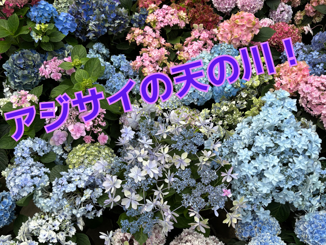 Iso設計室の休日 - in とちぎ花センター